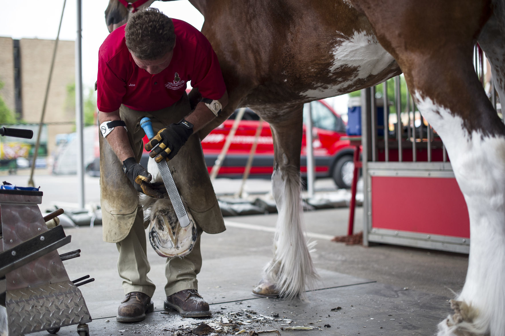 Budweiser Clydesdales 16